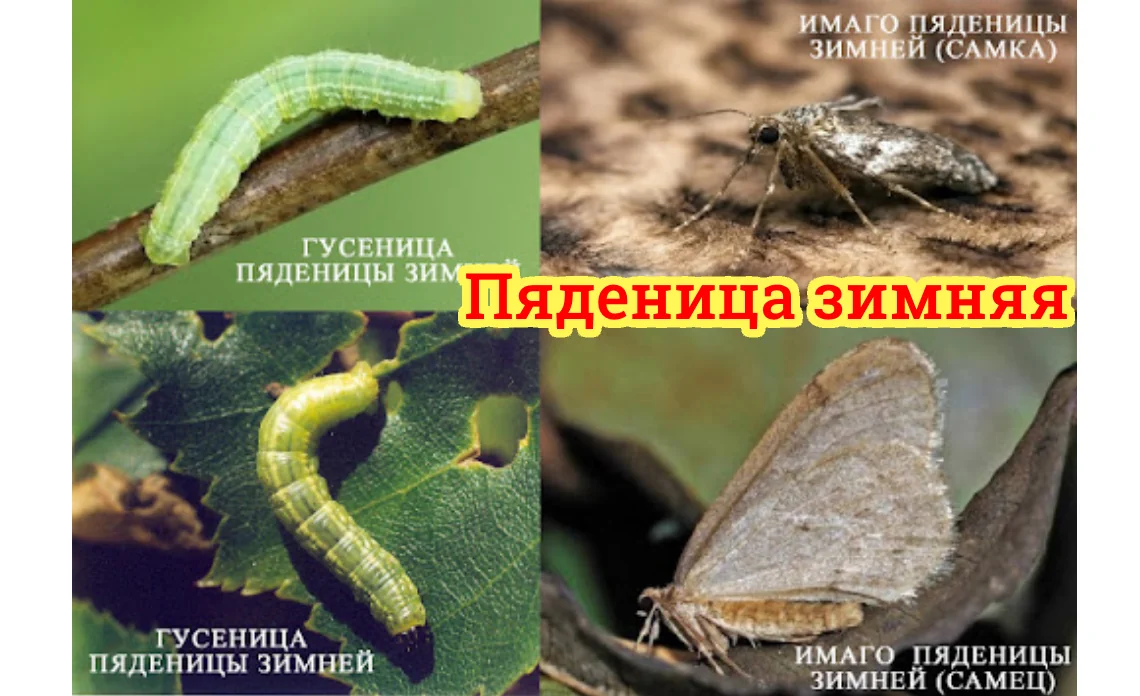пяденица зимняя вредители садовых культур