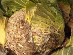изоктониоз болезни капусты