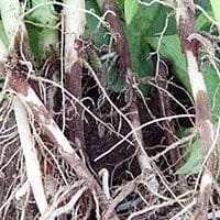 ризоктониоз болезни картофеля