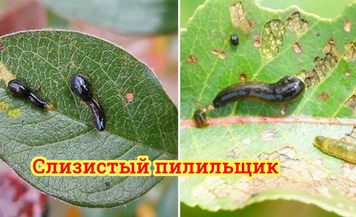 слизистый пилильщик вредители садовых культур