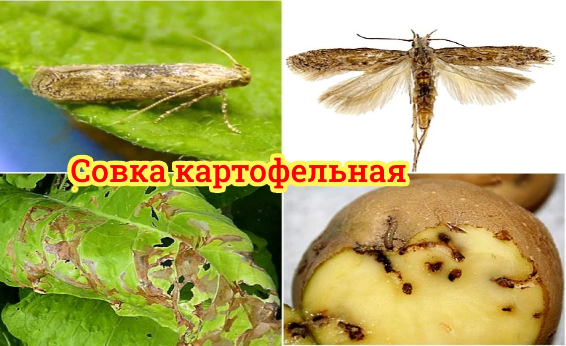 совка вредители картофеля