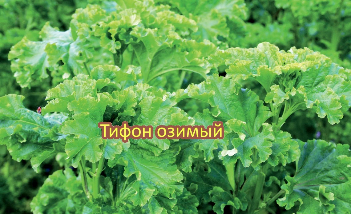 тифон сидерат статья