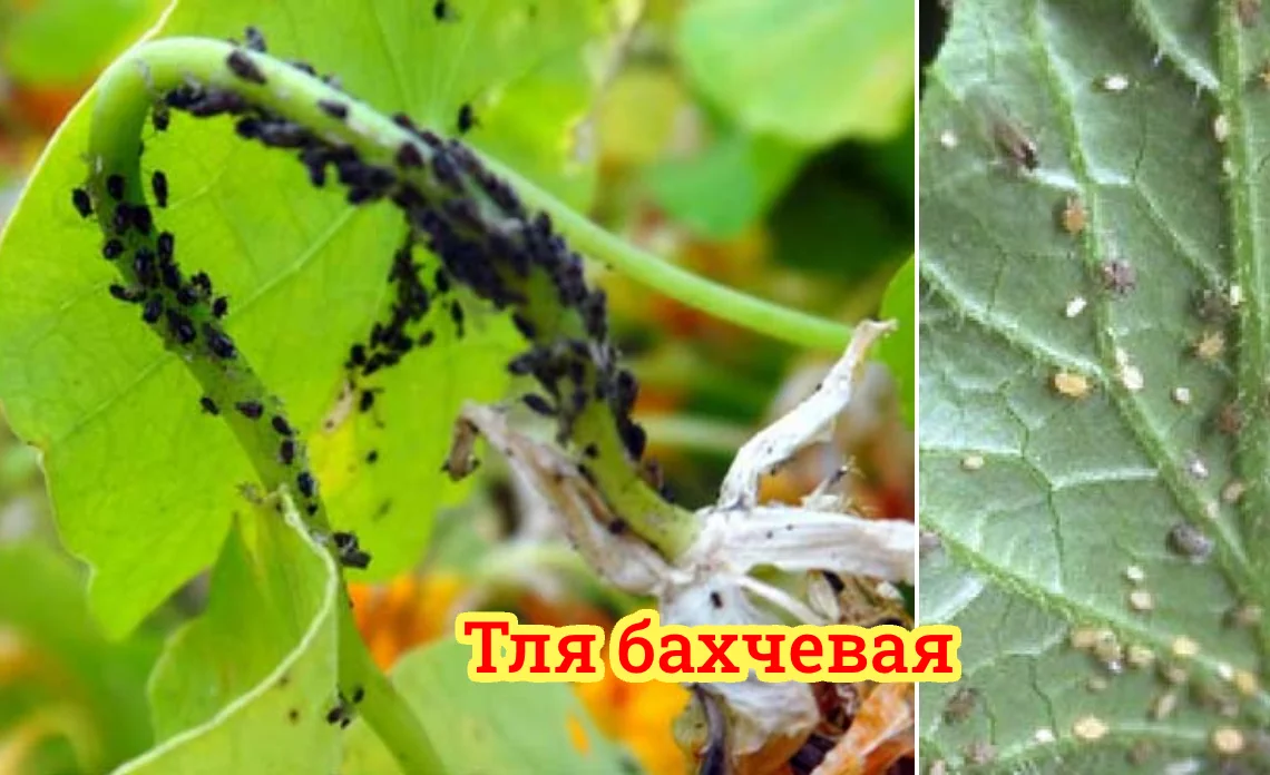 тля бахчевая вредители огородных культур