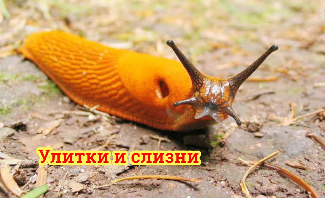 улитки и слизни вредители картофеля