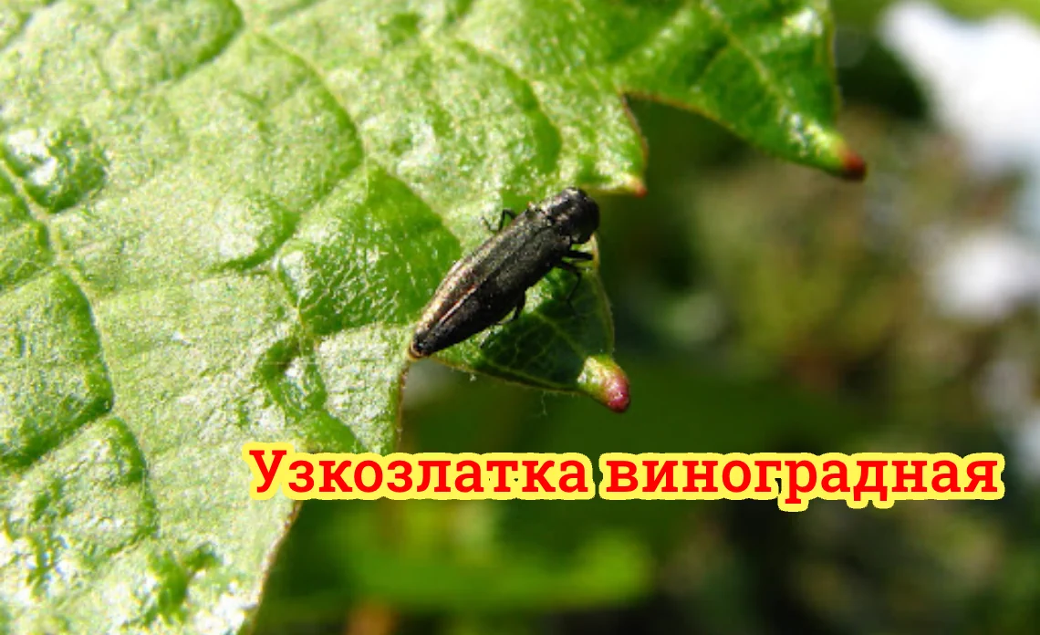 узкозлатка виноградная вредители винограда