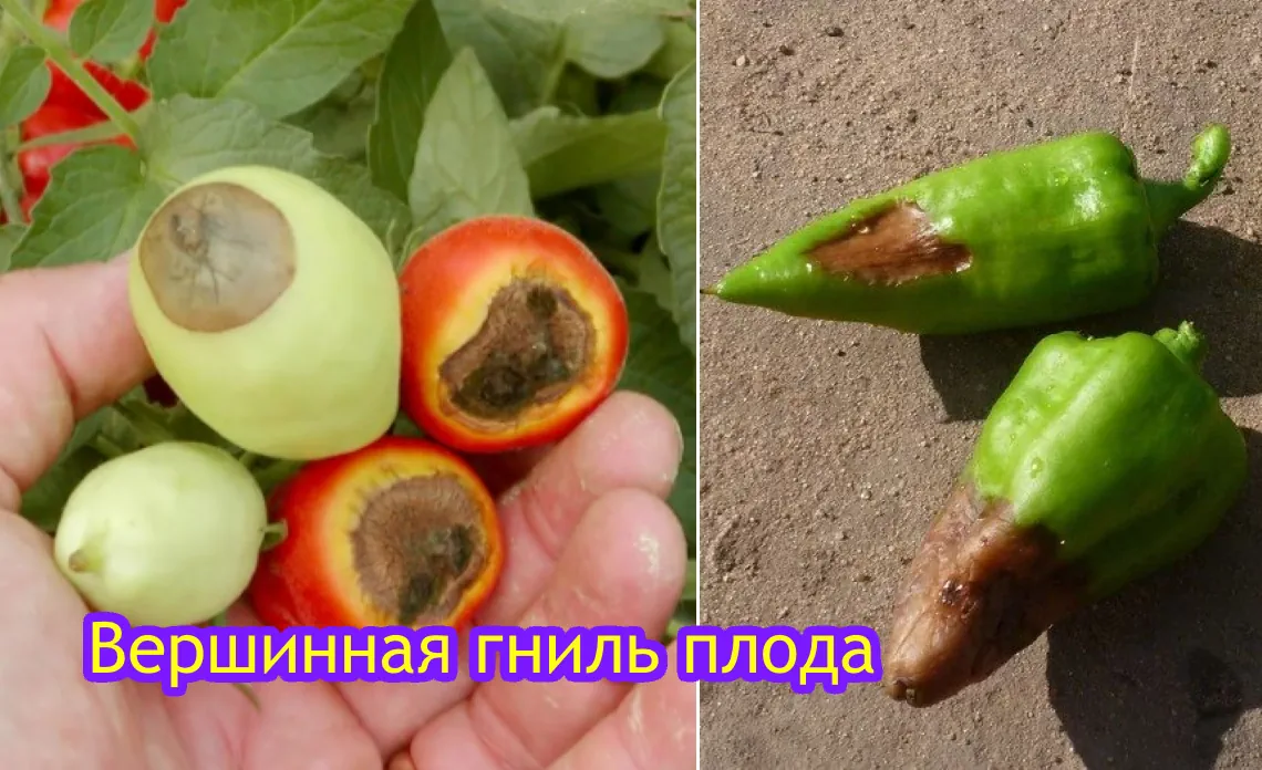 ершинная гниль плода болезни томатов статья