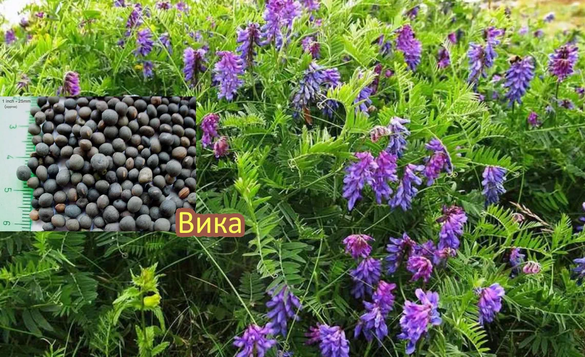 вика сидерат статья
