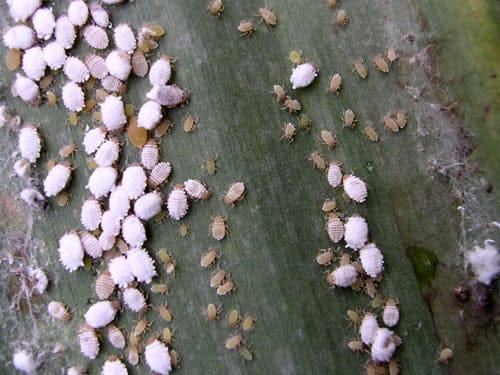 виноградная подушечница вредители винограда
