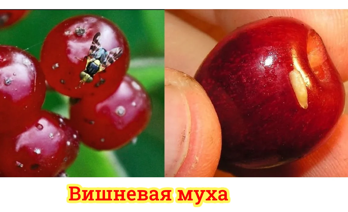 вишневая муха вредители садовых культур