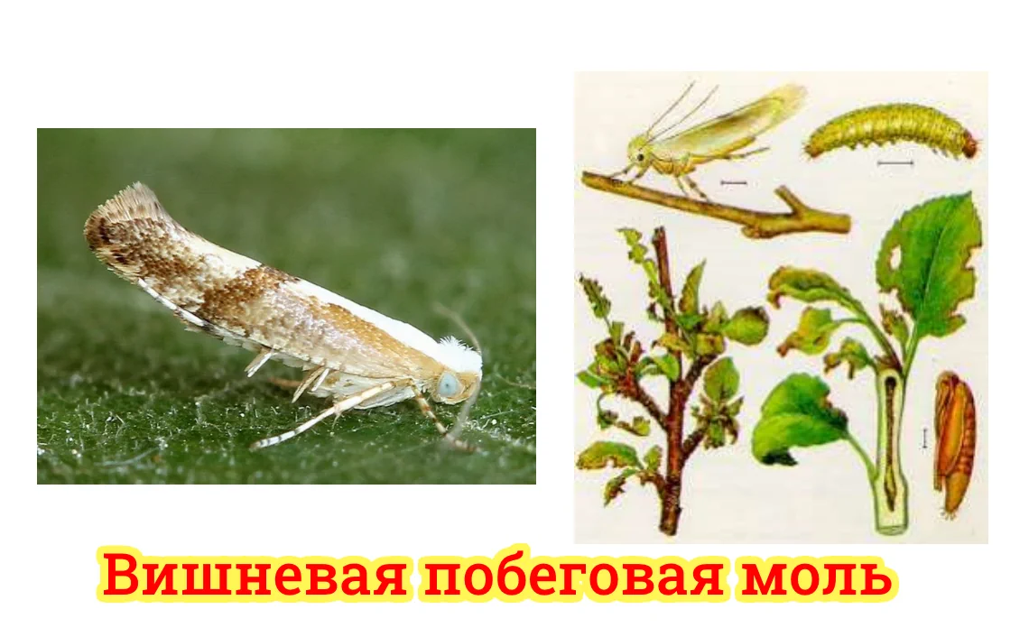 моль вишневая побеговая вредители садовых культур