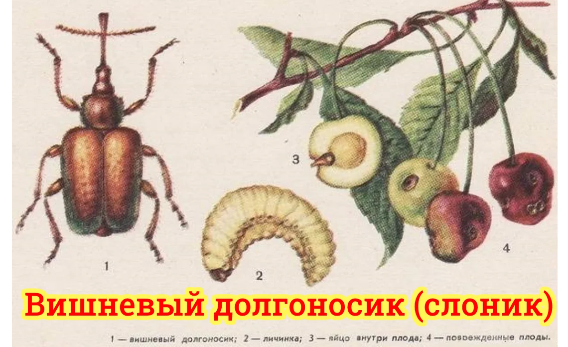 вишневый долгоносик вредители садовых культур