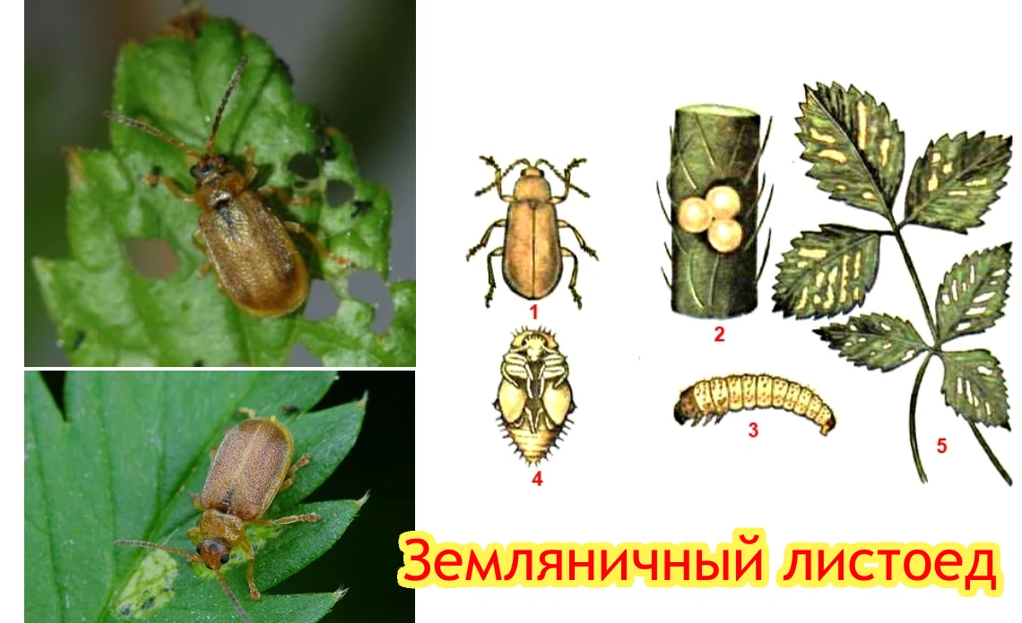 земляничный листоед вредители клубники