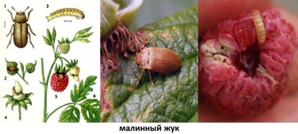 жук малинный вредители ягодных культур