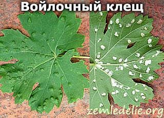виноградный войлочный клещ вредители винограда