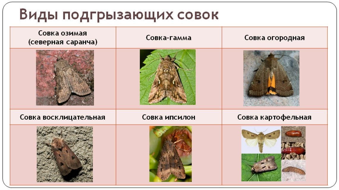 Статья о разных видах совок