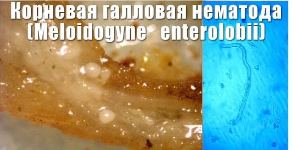 Галловая нематода вредители огородных культур