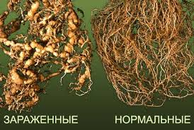 Галловая нематода вредители огородных культур