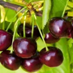 Вишня сорт Шалунья
