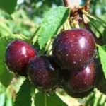 Черешня сорт Мелитопольская черная