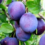 Слива сорт Чачакская наилучшая (найболия)