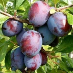 Слива сорт Кабардинская ранняя, Кабардинка