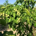 Грецкий орех сорт Кишиневский