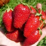Клубника ранний сорт Бениция Benitsia короткого светового дня