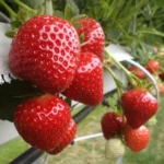 Клубника ранняя сорт Клери Clery короткого светового дня