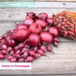 Лук-севок Ред Барон тыканка озимый