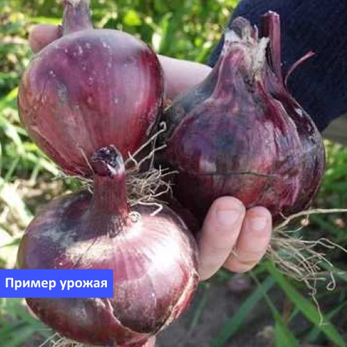 Лук-севок Ред Барон тыканка озимый