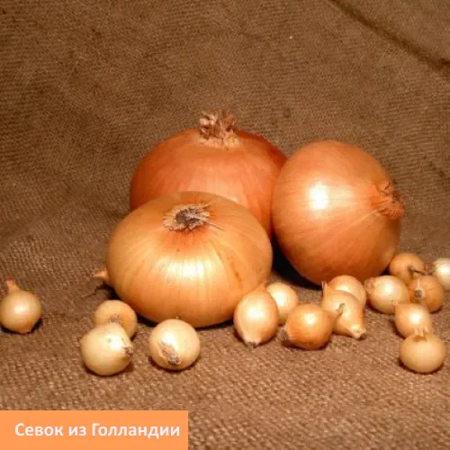 Лук-севок Штутти тыканка озимый