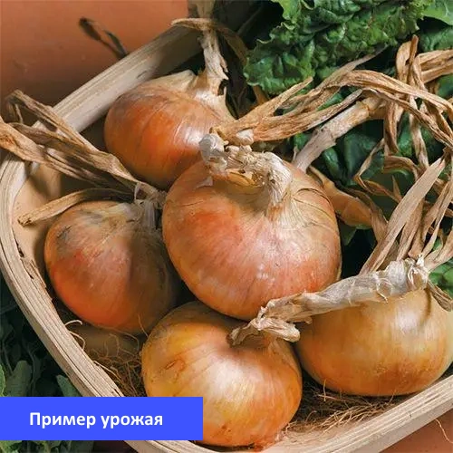 Лук-севок Штутти урожай тыканка озимый
