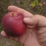 Пример урожая Яблоня сорт Кариот-7