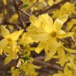 Форзиция красавица