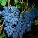 Пример урожая Виноград винный технический сорт Академик (Памяти Дежнеева)