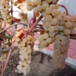 Виноград винный технический сорт Прейри стар