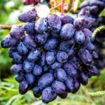 Виноград винный технический сорт Рембо
