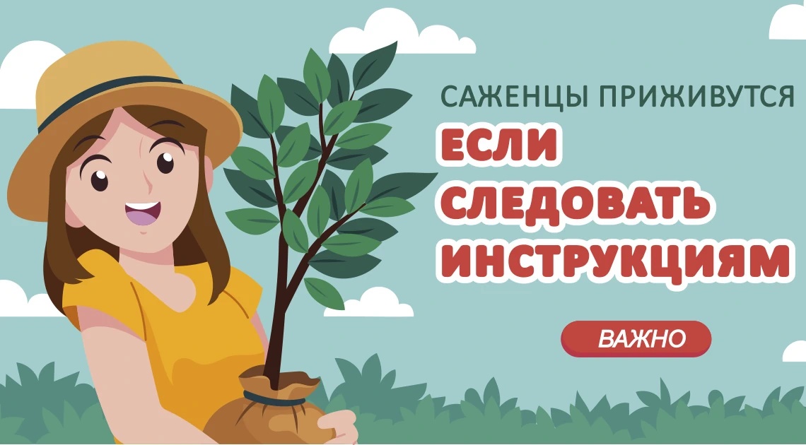 Инструкция по посадке плодового саженца