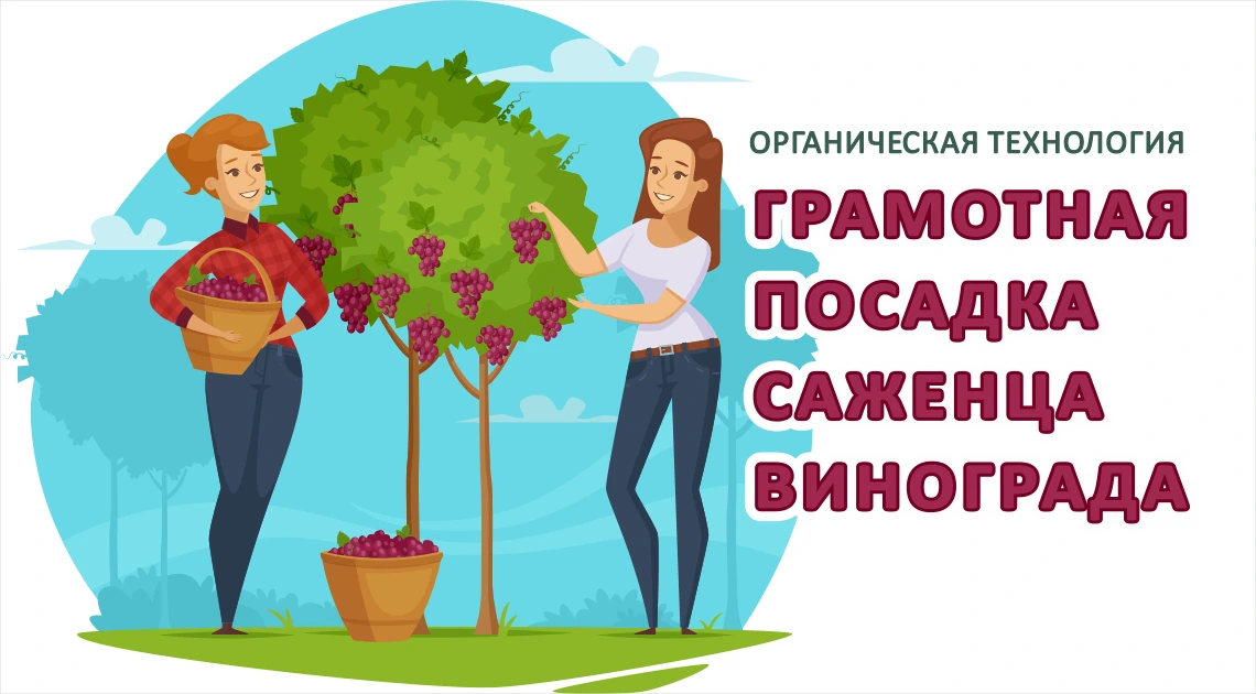 Инструкция по посадке виноградного саженца