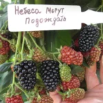 Ежевика Небеса могут подождать! Пример урожая