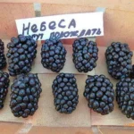 Ежевика Небеса могут подождать! Пример урожая