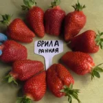 Клубника сорт Брилла Brilla короткого светового дня