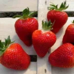 Клубника средняя сорт Фенелла короткого светового дня