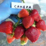 Клубника сорт Сандра Sandra короткого светового дня пример урожая