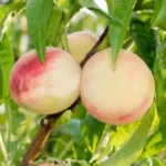 Персик Белый лебедь. Поздний сорт. Медовый вкус, кислоты почти нет