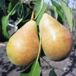 Груша сорт Бере Лигеля. Осеннее созревание. Интересный мускатный вкус