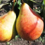 Груша сорт Бере Лигеля. Осеннее созревание. Интересный мускатный вкус