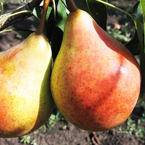 Груша сорт Бере Лигеля. Осеннее созревание. Интересный мускатный вкус