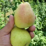 Груша сорт Богема