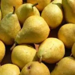 Груша сорт Дельвимор. Ранне-зимний сорт , вкусный и устойчивый к заболеваниям